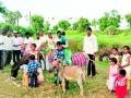 पळसखेड येथे भरला गाढवांचा पोळा - Marathi News | Donkeys Pola at Palskhed | Latest amravati News at Lokmat.com