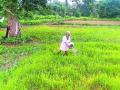पावसाचा दगा, भातशेती आली धोक्यात - Marathi News | Rains betrayed, paddy cultivation was in danger | Latest bhandara News at Lokmat.com