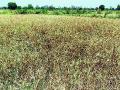 अवकाळीने गव्हाचे पीक काळवंडले - Marathi News | The wheat crop grew in time | Latest bhandara News at Lokmat.com