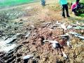 तलाव आटल्याने मासे मृत्युमुखी - Marathi News | The fish died due to the lakes | Latest bhandara News at Lokmat.com