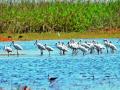 १९ हजार स्थलांतरित पक्ष्यांचे ‘भरतपूर’ला हिवाळी संमेलन - Marathi News | Winter gathering of 19 thousand migratory birds in Bharatpur | Latest nashik News at Lokmat.com