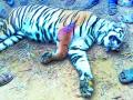 सहा गावे पट्टेदार वाघाच्या दहशतीखाली - Marathi News | Six villages under lease of perpetrator tigers | Latest chandrapur News at Lokmat.com