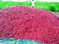 मिरची उत्पादक संकटात - Marathi News | Pepper growers in crisis | Latest gadchiroli News at Lokmat.com