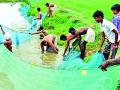 २९० तलावांत होणार मासोळ्यांचे संवर्धन - Marathi News | Promotion of Masolas will be done in 299 ponds | Latest gondia News at Lokmat.com