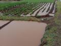 मेशी, डोंगरगाव परिसरात जोरदार पाऊस - Marathi News | Heavy rainfall in Meshi, Dongargaon area | Latest nashik News at Lokmat.com