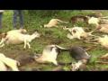 वडफळ्या येथे नऊ शेळ्यांचा मृत्यू - Marathi News | Nine goats die at Wadphal | Latest nandurbar News at Lokmat.com