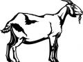 वडफळ्या येथे नऊ शेळ्यांचा मृत्यू - Marathi News | Nine goats die at Wadphalya | Latest nandurbar News at Lokmat.com