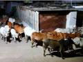 मोकाट गुरांमुळे पिकांचे नुकसान - Marathi News | Crop damage due to Mokat cattle | Latest nandurbar News at Lokmat.com