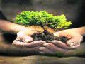 गणनेत पंचवटी, सिडकोत सर्वाधिक वृक्षसंख्या - Marathi News | The highest number of trees in Panchavati, Cidkot | Latest nashik News at Lokmat.com