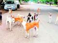 बेवारस श्वांनानी धरले वर्धेकरांना वेठीस - Marathi News | Dogs held Vardhekar | Latest vardha News at Lokmat.com