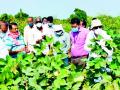 केंद्रीय कापूस संशोधक केंद्राचे पथक पांढरकवडात दाखल - Marathi News | Central Cotton Research Center team arrives in Pandharkavad | Latest yavatmal News at Lokmat.com