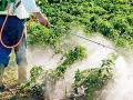 कीटकनाशकांचा ‘साईड ईफेक्ट’ - Marathi News | Pesticide's 'Side Effect' | Latest yavatmal News at Lokmat.com