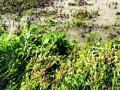 पावसाने पिके उद्ध्वस्त, तरीही पीक आणेवारी ५८ पैसे कशी ? - Marathi News | Rainfall ruins crops, how about 58 paise per acre? | Latest yavatmal News at Lokmat.com