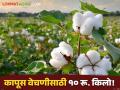 Cotton : कापूस वेचणीसाठी मजुरांना द्यावे लागतात १०-१२ रू. किलोने पैसे; बाजारात दरही मिळेना - Marathi News | Cotton Laborers have to pay Rs 10 for picking cotton Money by the kilo no market rate | Latest agriculture News at Lokmat.com