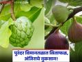 Purandar Airport : पुरंदर विमानतळात सिताफळाची ४५ हजार तर आंब्याची १३ हजार झाडे होणार नष्ट - Marathi News | PUrandar Airport 45,000 custard apple and 13,000 mango trees will be destroyed at Purandar Airport | Latest agriculture News at Lokmat.com
