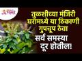 तुळशीची मंजिरी घरामध्ये गुपचूप कुठे ठेवली तर सर्व समस्या दूर होतील? Vastushastra tips | Tulsi Mahiti - Marathi News | If Tulsi Manjiri is kept secretly in the house, will all the problems be solved? Vastushastra tips | Tulsi Mahiti | Latest bhakti Videos at Lokmat.com