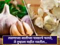 लसणाची साल फेकून करत आहात चूक, त्याच्या पावडरचे फायदे वाचून व्हाल अवाक्... - Marathi News | How to prepare seasoning powder of garlic peels, Know its benefits | Latest health News at Lokmat.com