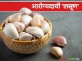 Health Benefits Of Garlic : निरोगी शरीराचा आरोग्य मंत्र; लसूण आहे उत्तम आरोग्याचा स्त्रोत - Marathi News | Health Benefits Of Garlic : The health mantra of a healthy body; Garlic is a source of great health | Latest agriculture News at Lokmat.com