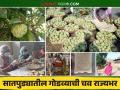 सातपुड्यातील नैसर्गिक गोडव्याला मिळणार दाम; कात्री गावाने सीताफळ प्रक्रिया उद्योगाला घातली गवसणी - Marathi News | The natural sweetness of Satpura will fetch a price; Katri village has given a boost to the Sitafruit processing industry | Latest agriculture News at Lokmat.com