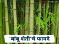 Bamboo Farming : इथेनॉल पासून ते जनावरांच्या चाऱ्यापर्यंत बांबू शेतीचे जाणून घ्या विविध फायदे - Marathi News | Bamboo Farming: From ethanol to animal fodder, learn about the various benefits of bamboo farming | Latest agriculture News at Lokmat.com