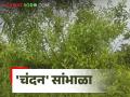 Sandalwood Trees : चंदन चोरीचे प्रमाण वाढले; नदी, नाल्यांच्या काठावर, शेतीच्या बांधावर दिसेनात चंदन वृक्ष - Marathi News | Sandalwood Trees: Increased theft of sandalwood; Sandalwood trees are not seen on the banks of rivers, drains, on farm embankments | Latest agriculture News at Lokmat.com