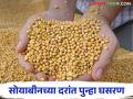 Soybean Market : यंदा उत्पादन खर्च निघेल का नाही? शेतकऱ्यांसमोर चिंता; सोयाबीन बाजारात पुन्हा नरमाई - Marathi News | Soybean Market: Will the cost of production go away this year? Concerns before farmers; Softness again in the soybean market | Latest agriculture News at Lokmat.com