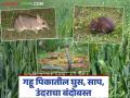 गव्हास पाणी देताना उंदीर, साप दिसल्यास होतो थरकाप; मग करा 'हा' उपाय - Marathi News | If you see rats and snakes while watering wheat, you will feel scared; then do this remedy | Latest agriculture News at Lokmat.com