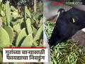 भरपूर खनिजे असलेला काटे विरहित निवडुंग ठरतोय गुरांच्या चाऱ्यासाठी फायद्याचा पर्याय; वाचा सविस्तर - Marathi News | Thornless cactus, rich in minerals, is becoming a beneficial option for cattle fodder; Read in detail | Latest agriculture News at Lokmat.com