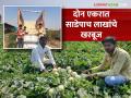 आधुनिक शेती तंत्राच्या मदतीने साधला विकास; गजाननरावांनी केला पूर्ण पारंपरिक शेतीला मॉडर्न करण्याचा ध्यास - Marathi News | Development was achieved with the help of modern farming techniques; Gajanan Rao was determined to modernize traditional agriculture completely | Latest agriculture News at Lokmat.com