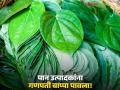 मंदावलेल्या पान बाजाराला गणपती बाप्पा पावला; 'गौरी गणपती'ने पान उत्पादक शेतकऱ्यांना केले मालामाल - Marathi News | Ganpati Bappa came to the sluggish paan market; 'Gauri Ganpati' made paan farmers rich | Latest agriculture News at Lokmat.com