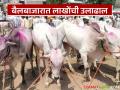 कृषी साहित्य खरेदीला वेग; मोलगी येथील बैलबाजारात लाखोंची उलाढाल - Marathi News | Purchase of agricultural materials accelerates; turnover of lakhs in bull market at Molgi | Latest agriculture News at Lokmat.com