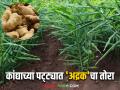 येवला होतंय अद्रक हब; ऊस, डाळिंब, द्राक्ष, कांदा पिकांना फाटा देत शेतकऱ्यांची अद्रक पिकाला पसंती - Marathi News | Yeola is becoming a ginger hub; Farmers prefer ginger crop, leaving sugarcane, pomegranate, grape, onion crops behind | Latest agriculture News at Lokmat.com