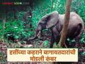 तिलारीत ऐन काजूच्या हंगामात हत्तींचा कळप एकवटला; शेतकऱ्यांची वर्षभराची मेहनत पायाखाली - Marathi News | A herd of elephants gathered in Tilaari during the cashew season; Farmers' hard work for a year is trampled underfoot | Latest agriculture News at Lokmat.com