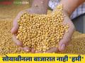 Soybean Market Rate : दिवाळीच्या दिवशी देखील सोयाबीनला बाजारात नाही भावाची 'हमी'; वाचा काय मिळतोय दर - Marathi News | Soybean Market Rate: There is no price 'guarantee' for soybeans in the market even on Diwali; Read what rates are available | Latest agriculture News at Lokmat.com