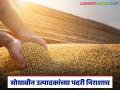 सोयाबीन उत्पादकांच्या पदरी दिवाळीनंतरही निराशा; पडत्या दराने हताश शेतकऱ्यांची भाववाढीची प्रतीक्षा कायम - Marathi News | Soybean producers remain disappointed even after Diwali; Farmers are frustrated by falling prices; Waiting for price hike continues | Latest agriculture News at Lokmat.com