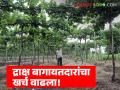 ढगाळ वातावरण अन् पावसाचा परिणाम; यंदा द्राक्ष बागायतदारांचा खर्च वाढला - Marathi News | Cloudy weather and rains have resulted in increased expenses for grape growers this year | Latest agriculture News at Lokmat.com