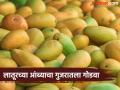 मराठवाड्याच्या लातूर जिल्ह्यातून तब्बल दोन हजार टन केशर आंब्याची गुजरातला निर्यात - Marathi News | Nearly two thousand tonnes of saffron mangoes exported to Gujarat from Latur district of Marathwada | Latest agriculture News at Lokmat.com