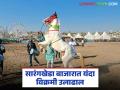 सारंगखेडा घोडे बाजारात यंदा सर्व रेकॉर्ड मोडत विक्रमी ३.८६ कोटींची उलाढाल - Marathi News | Sarangkheda horse market breaks all records this year with a turnover of Rs 3.86 crores | Latest agriculture News at Lokmat.com