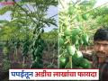 ऑनलाईन माहिती घेत रणजित करताहेत शेती; १० गुंठे क्षेत्रात झाली अडीच लाखांची पपई - Marathi News | Ranjit is farming by getting information online; Papaya worth 2.5 lakhs was harvested in 10 gunthas of land | Latest agriculture News at Lokmat.com