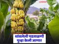 आता 'सॅटेलाइट'द्वारे तपासणी; केळी पीक विम्याबाबत थांबलेली पडताळणी पुन्हा केली जाणार! - Marathi News | Now checking through 'satellite'; The pending verification regarding banana crop insurance will be done again! | Latest agriculture News at Lokmat.com