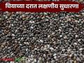 चियाच्या दरात लक्षणीय सुधारणा; हंगाम अखेर व्यापाऱ्यांचा खरेदीवर भर - Marathi News | Significant improvement in chia prices; traders focus on buying at the end of the season | Latest agriculture News at Lokmat.com