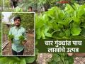 अल्पभूधारक बाळासाहेबांच्या जिद्द, कष्टाला आले यश; चार गुंठ्यांच्या पुदिना शेतीतून उत्पन्न पाच लाख - Marathi News | Smallholder Balasaheb's determination and hard work led to success; Income of five lakhs from four gunthas of mint farming | Latest agriculture News at Lokmat.com