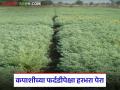 कपाशी फर्दडीच्या मागे न लागता हरभरा पेरा अन् खरीपातील उणीव रब्बीतून भरून काढा; कृषी अधिकारी - Marathi News | Sow gram instead of cotton and make up for the deficit in kharif in rabi; Agriculture officer | Latest agriculture News at Lokmat.com