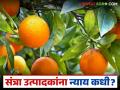 देशातला एकमेव संत्रा बेल्ट आजही प्रक्रिया केंद्राच्या प्रतिक्षेतच; संत्रा उत्पादकांना न्याय कधी? - Marathi News | The only orange belt in the country is still waiting for a processing center; When will justice be served to orange growers? | Latest agriculture News at Lokmat.com