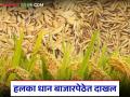 हलका धान बाजारपेठेत मात्र शासकीय धान खरेदी केंद्राचा ठावठिकाणा नाही! हमीभावापेक्षा कमी दराने विक्रीची वेळ - Marathi News | However, there is no place for the government paddy procurement center in the light paddy market! Time to sell at a price lower than the guaranteed price | Latest agriculture News at Lokmat.com