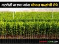गटशेती करणाऱ्यांना मिळणार मोफत फळांची रोपे; जास्तीत जास्त शेतकऱ्यांनी सहभागी होण्याचे आवाहन - Marathi News | Group farmers will get free fruit seedlings; Appeal to maximum farmers to participate | Latest agriculture News at Lokmat.com