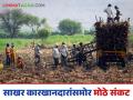 Sugarcane Harvesting : ऊस तोड यंत्रणेचा 'कर्नाटकी' ठेंगा; अपुऱ्या मनुष्यबळाचा वाजतोय भोंगा - Marathi News | Sugarcane Harvesting: 'Karnataka' is the backbone of sugarcane harvesting system; The alarm is ringing due to insufficient manpower | Latest agriculture News at Lokmat.com