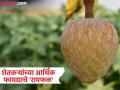 बाजारपेठ मागणी मात्र लागवडीकडे दुर्लक्ष; रामफळाच्या उत्पादनासाठी शेतकऱ्यांनी पुढाकार घ्यावा - Marathi News | Market demand but cultivation ignored; Farmers should take initiative for Ramphal production | Latest agriculture News at Lokmat.com