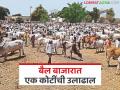 तळोदा बैल बाजारात तब्बल एक कोटींची उलाढाल; दोन दिवसात ६०० बैलांची विक्री - Marathi News | | Latest agriculture News at Lokmat.com