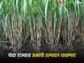 Sugarcane Production : पावसाने ऊसाला मिळाली संजीवनी; यंदा राज्यात कोटी मेट्रिक टन ऊस उत्पादन वाढेल - Marathi News | Suagarcrane Production : Sugarcane was revived by rain; This year sugarcane production will increase by crore metric tons in the state | Latest agriculture News at Lokmat.com